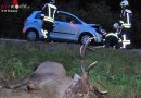 Bgld: Hirsch von Auto in Pinkafeld erlegt – Feuerwehr bei Aufräumarbeiten