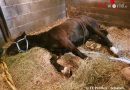 Nö: Feuerwehr hilft verletztem Pferd wieder auf die Beine