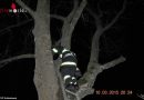 Oö: Katze mithilfe einer Drehleiter in Schlierbach von Baum geholt