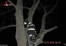 Oö: Katze mithilfe einer Drehleiter in Schlierbach von Baum geholt