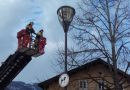 Tirol: Feuerwehr in Schwaz holt gleiche Katze zweimal hintereinander vom Baum