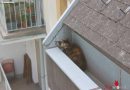 Nö: Feuerwehr Schwechat holt Katze aus Dachrinne