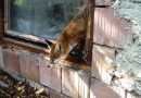 Nö: Fuchs verhängt sich in gekipptem Fenster