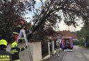 Oö: Baum drohte in Steyr auf Straße zu stürzen