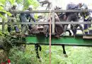 Oö: Pferd samt Reiter auf Holzbrücke eingebrochen → Tierrettung bei Ternberg