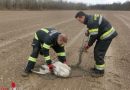Oö: Verletzter Schwan wurde von Trauner Feuerwehr gerettet