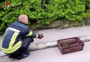 Nö: Evakuierung einer 12-köpfigen Entenfamilie durch die Feuerwehr Tulln