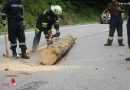 Nö: Feuerwehr Türnitz entfernt Baum von B 20