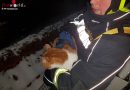 Oö: Feuerwehr Vöcklabruck holt Katze vom Dach