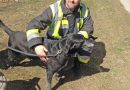 Ktn: Feuerwehr Villach holt Hund über steile Böschung