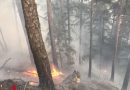 Nö: Acht Feuerwehren bei Waldbrand in Kleinzell