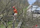 Deutschland: Feuerwehr beseitigte umgestürzten Baum auf der L559