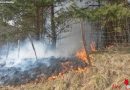 Nö: Flurbrand greift auf Wald über