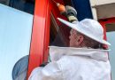 Oö: Feuerwehr Wels rechnet bei guten Bedingungen mit starkem Insektenjahr 2016