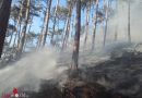 Wien: Waldbrand auf rund 5.000 Quadratmeter in Wien-Liesing