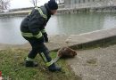 Wien: Feuerwehrmänner retten verletzten Biber