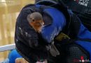 Nö: Die Feuerwehr Wiener Neudorf und der Vogel im Kindergarten