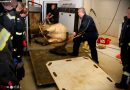 Nö: Feuerwehr Wiener Neudorf trainiert Großtierrettung