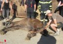 Nö: Feuerwehreinsatz bewahrt Pferd in Wiener Neustadt vor dem Einschläfern