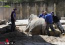 Schweiz: Feuerwehr hilft Elefant Druk aufzustehen