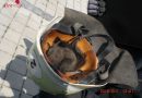 Bayern: Gerettetes Eichhörnchen schläft erschöpft in Feuerwehrhelm ein