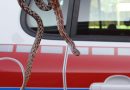 Bayern: Feuerwehr holt Natter aus illegal entsorgten Terrarium