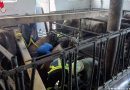 Oö: Rettung von eingebrochenen Rindern in einem Stall