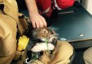 Stmk: Grazer Berufsfeuerwehr rettet Mann aus brennender Wohnung und belebt Katze wieder