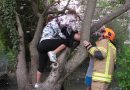 Stmk: Mädchen steckt in Baum fest – kuriose Befreiungsaktion der Grazer Feuerwehr