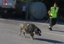 Nö: Tierrettung und Menschenrettung – Zwei Einsätze am frühen Morgen