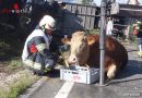 Oö: Schwerer Unfall mit Tiertransporter in Bad Ischl