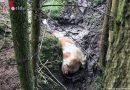Nö: Kuh stürzte in ein Sumpfloch – Aufwändige Tierrettung