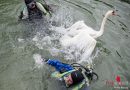 Oö: Feuerwehrtaucher befreien Schwan im Linzer Winterhafen aus Zwangslage