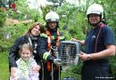 Nö: Katze „Elli“ saß auf 10 Meter hohen Baum fest