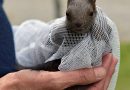 Bayern: Junges Eichhörnchen in Not