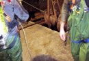 Oö: Junges Kalb in Pfandl aus Jauchegrube gerettet