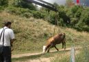 Ktn: Feuerwehr rettet Kuh aus Güllegrube