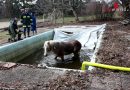 Nö: Feuerwehr rettet Haflinger “Sunnyboy” aus Schwimmbecken