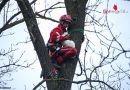Oö: Höhenretter holen Katze aus 20 Meter hohen Baum