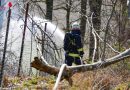 Oö: Acht Feuerwehren bei Flur- beziehungsweise Waldbrand in unwegsamem Gelände in Buchkirchen