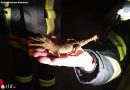 Deutschland: Krokodil im Vorgarten in Hanstedt …