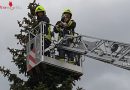 Nö: Katze per Drehleiter vom Baum gefischt