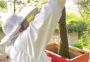 Nö: Feuerwehr fängt Bienenschwarm → Feuerwehrimker FF Wiener Neudorf im Einsatz