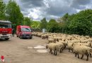 Deutschland: Hilfloses Schaf führt zu Feuerwehreinsatz in Bochum