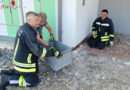 Bgld: Enten-Rettungseinsatz in Pinkafeld (+Video)