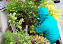 Bgld: Feuerwehr in Pinkafeld siedelt Bienenvolk um