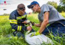 Oö: Feuerwehr befreit zwei Schwäne von Haken und Angelschnur