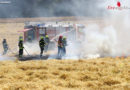 Oö: Vier Feuerwehren bekämpfen Feldbrand in Thalheim bei Wels