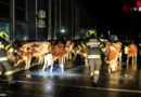 Stmk: 16 Kühe laufen durch Knittelfeld → erfolgreiche Feuerwehr-Cowboys