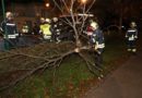 Nö: Baum in Laxenburg auf Pkw gestürzt